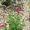 Thumbnail #2 of Salvia greggii by Marilynbeth