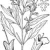Thumbnail #4 of Salvia reflexa by DaylilySLP