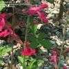 Thumbnail #5 of Salvia greggii by Marilynbeth