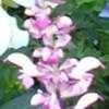 Thumbnail #1 of Salvia nemorosa by Baa