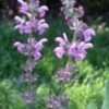 Thumbnail #2 of Salvia nemorosa by Zaragoza