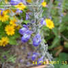 Thumbnail #1 of Salvia  by annette68