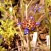 Thumbnail #4 of Salvia columbariae by Siirenias