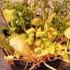 Thumbnail #3 of Salvia columbariae by Siirenias