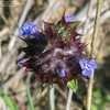 Thumbnail #2 of Salvia columbariae by Kelli