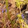 Thumbnail #5 of Salvia columbariae by Siirenias