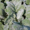 Thumbnail #3 of Salvia argentea by growin