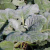 Thumbnail #4 of Salvia argentea by growin