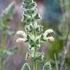 Thumbnail #1 of Salvia dominica by salvia_lover