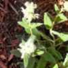 Thumbnail #4 of Salvia dominica by Siirenias