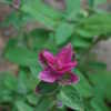 Thumbnail #3 of Salvia viridis by Hemophobic