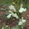 Thumbnail #1 of Salvia x jamensis by philomel