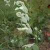 Thumbnail #2 of Salvia x jamensis by philomel