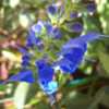 Thumbnail #2 of Salvia  by cocoajuno