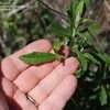 Thumbnail #2 of Salvia munzii by palmbob