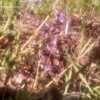 Thumbnail #3 of Salvia munzii by Siirenias