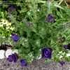 Thumbnail #2 of Salvia viridis by RosinaBloom