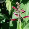 Thumbnail #2 of Salvia puberula by dermoidhome