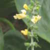 Thumbnail #2 of Salvia japonica var. formosana by vossner