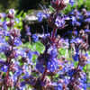 Thumbnail #1 of Salvia  by AnniesAnnuals