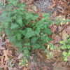Thumbnail #3 of Salvia japonica var. formosana by vossner