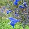 Thumbnail #3 of Salvia sagittata by Calif_Sue