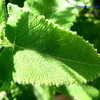 Thumbnail #5 of Salvia sagittata by Kell