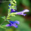 Thumbnail #2 of Salvia guaranitica by dermoidhome