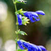 Thumbnail #3 of Salvia guaranitica by dermoidhome