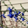 Thumbnail #2 of Salvia reptans by mambrose