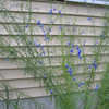 Thumbnail #5 of Salvia reptans by mambrose