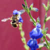 Thumbnail #4 of Salvia reptans by mambrose