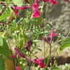 Thumbnail #5 of Salvia greggii by Marilynbeth