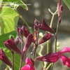 Thumbnail #4 of Salvia greggii by Marilynbeth