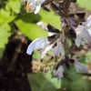 Thumbnail #2 of Salvia algeriensis by poisondartfrog