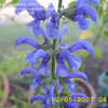 Thumbnail #1 of Salvia pratensis by annette68