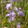 Thumbnail #3 of Salvia engelmannii by frostweed