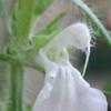 Thumbnail #2 of Salvia engelmannii by RonniePitman