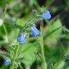 Thumbnail #1 of Salvia misella by Floridian