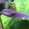 Thumbnail #1 of Salvia splendens by annette68