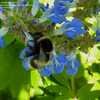 Thumbnail #3 of Salvia misella by RosinaBloom