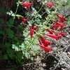 Thumbnail #3 of Salvia henryi by htop