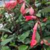 Thumbnail #2 of Salvia  by RosinaBloom