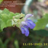 Thumbnail #1 of Salvia pinguifolia by annette68