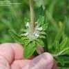 Thumbnail #4 of Salvia mellifera by palmbob