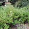 Thumbnail #3 of Salvia mellifera by palmbob