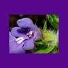 Thumbnail #2 of Salvia texana by htop