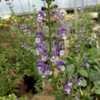 Thumbnail #3 of Salvia pratensis by DaylilySLP