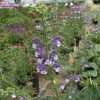 Thumbnail #2 of Salvia pratensis by DaylilySLP