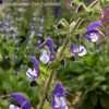 Thumbnail #5 of Salvia pratensis by DaylilySLP
